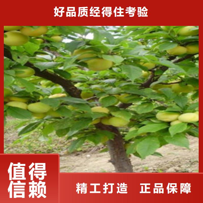杏树苗多规格可选择同城制造商