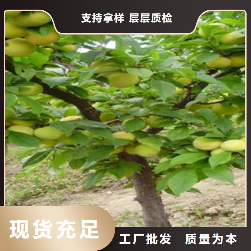 2025货到付款#杏树苗#生产厂家