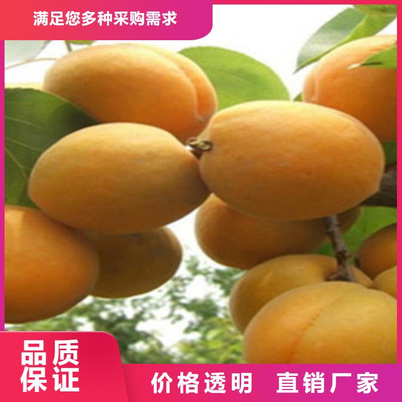 杏树苗价格合适