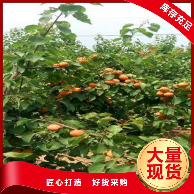 优惠的杏树苗批发商