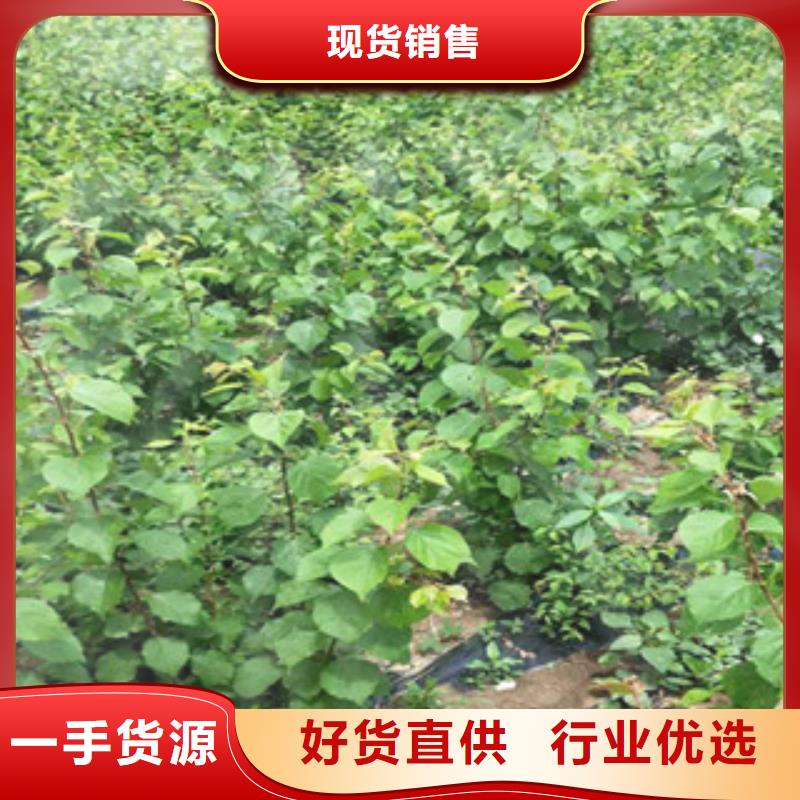杏树苗发货快品质高