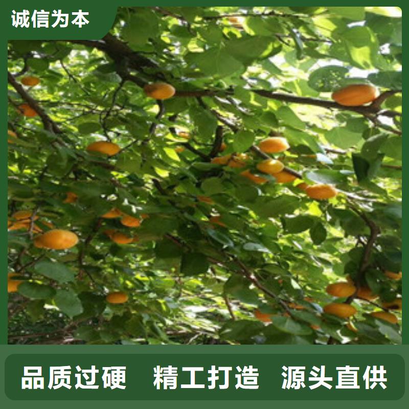 杏树苗-杏树苗实力强同城服务商