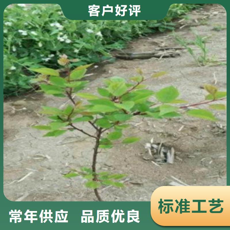 采购杏树苗必看-经验丰富
