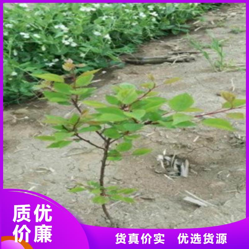 杏树苗质量上乘