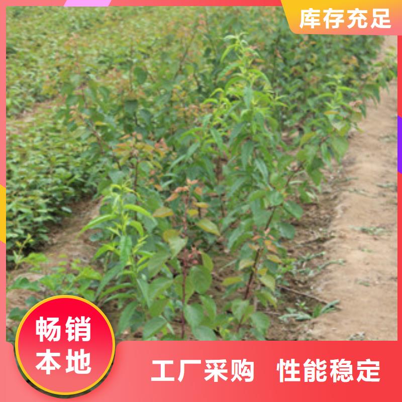 杏树苗现货质量好大量现货供应