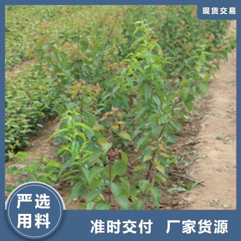 杏树苗厂家及时发货