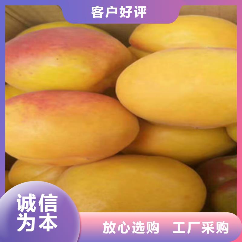 杏树苗质量上乘