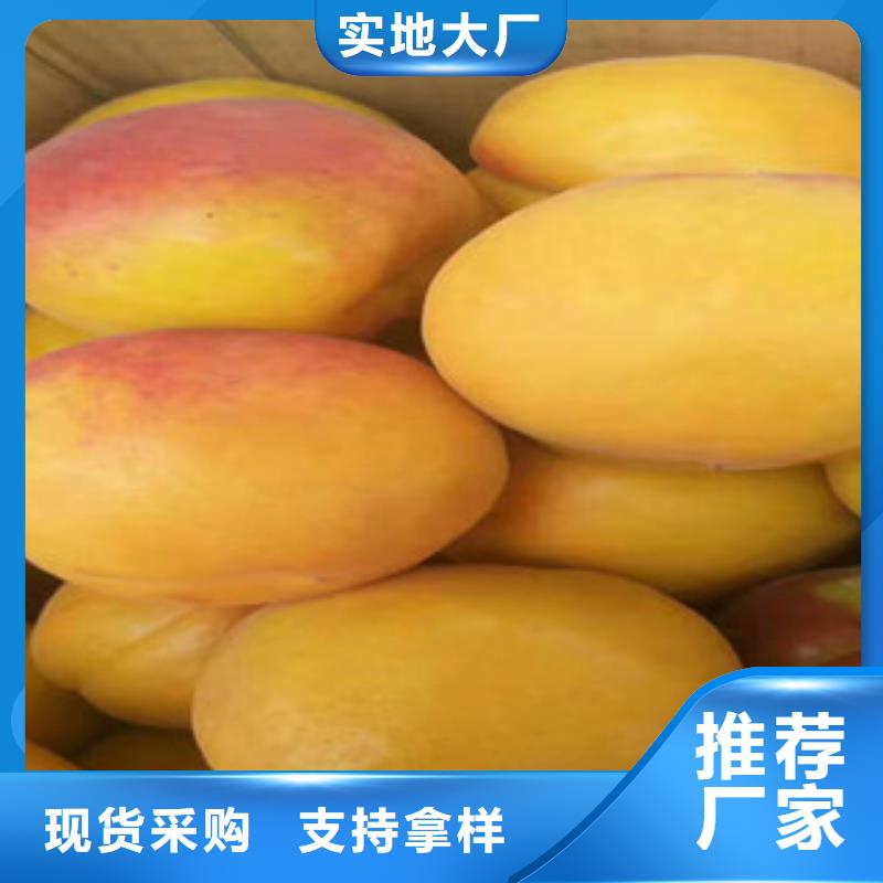 杏樹苗工廠-廠家今日新品