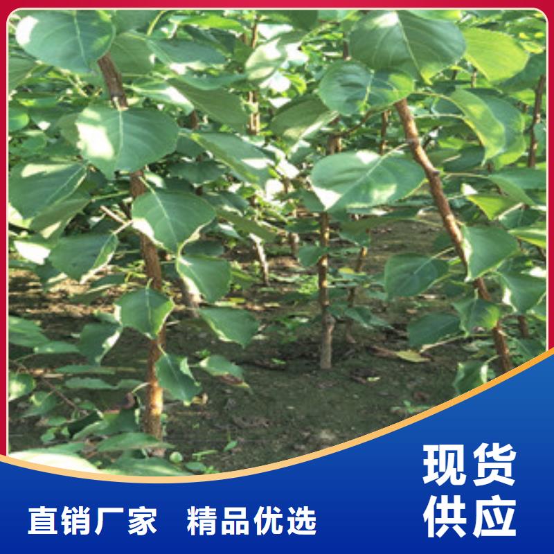杏树苗来图来样定制