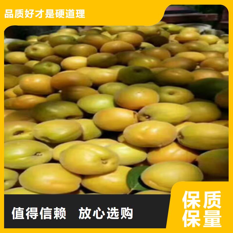 2025發貨快速#杏樹苗#實體廠家您想要的我們都有