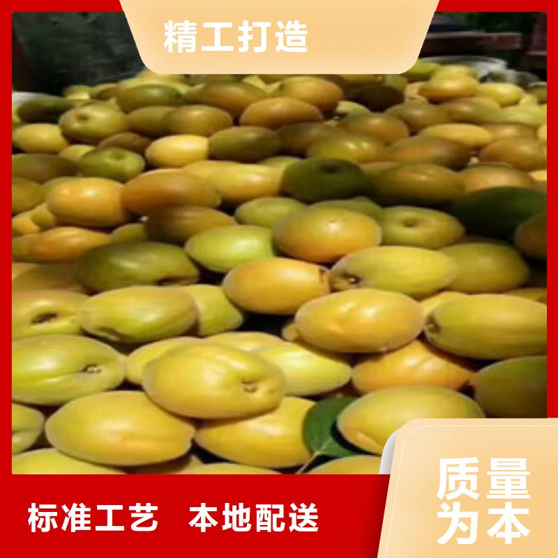 【图】杏树苗价格物美价优