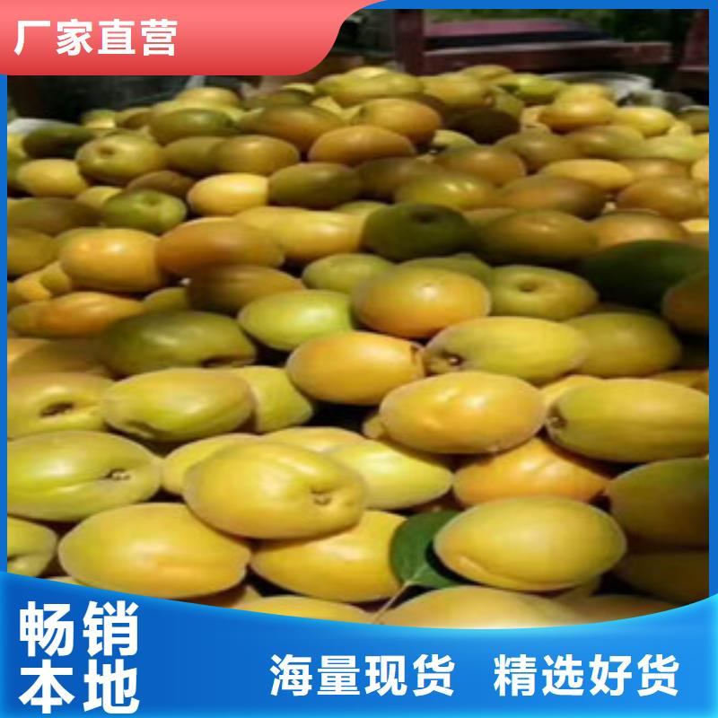 杏树苗厂家，放心之选
