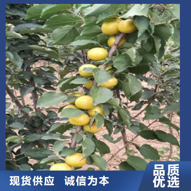 现货供应_杏树苗品牌:兴海苗木种植合作社