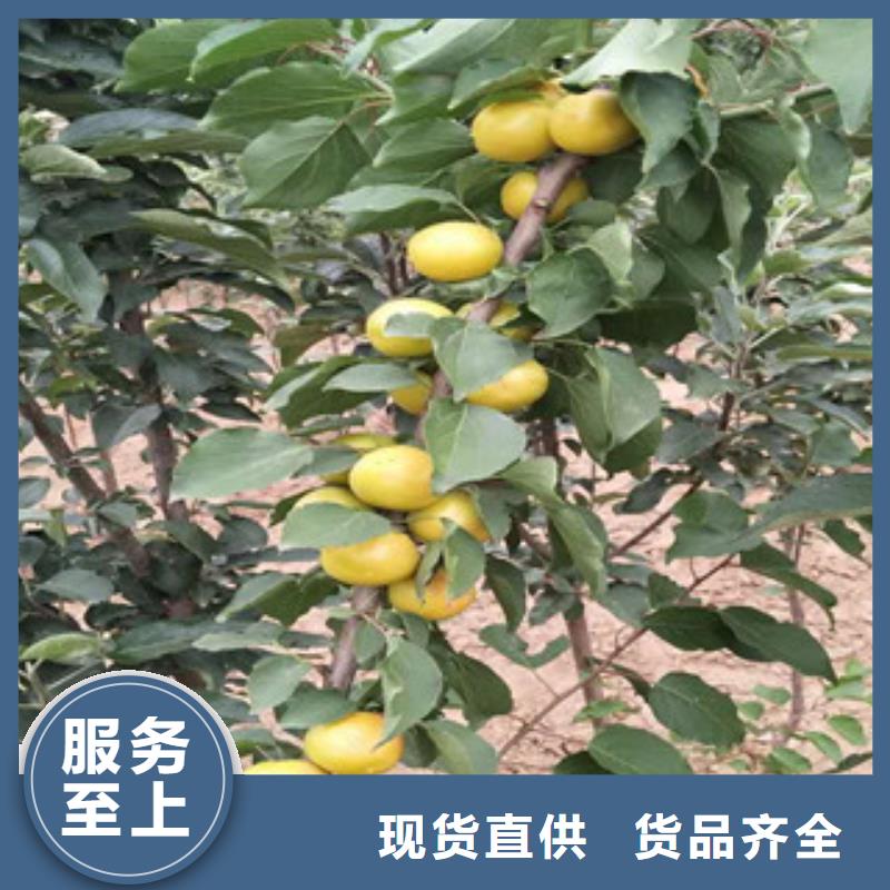 杏树苗经久耐用