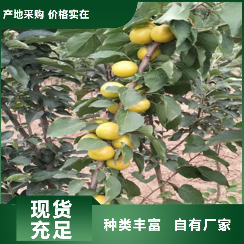 杏树苗三年质保品质可靠