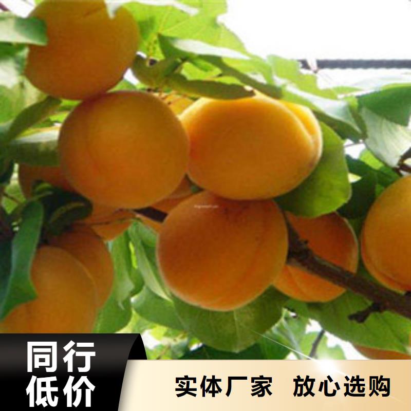 杏树苗行业动态