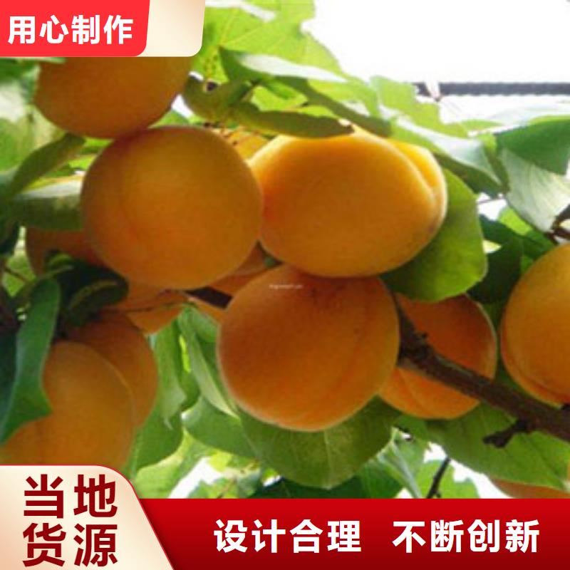 杏树苗大型厂家