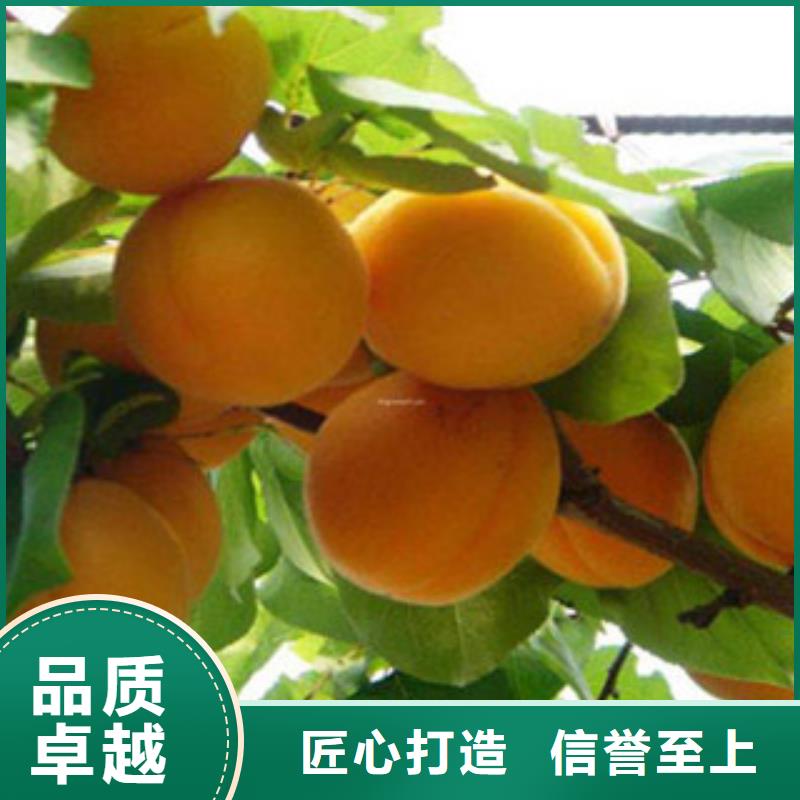 杏树苗服务完善卓越品质保障
