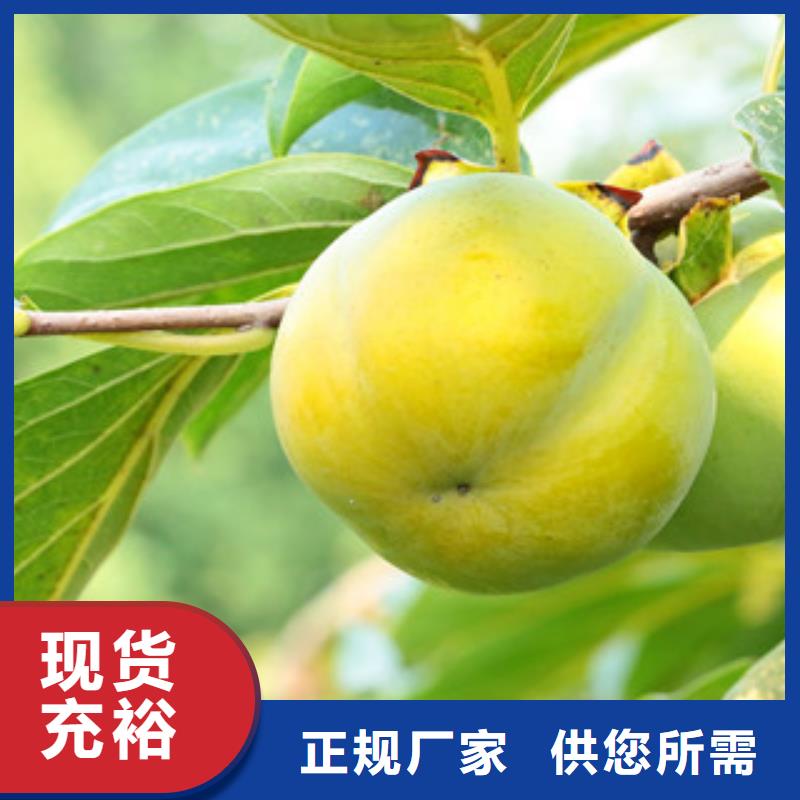 杏树苗经久耐用多行业适用