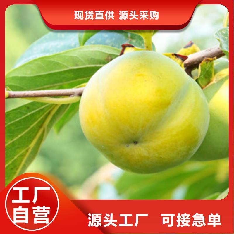 价格低的杏树苗品牌厂家多种规格库存充足