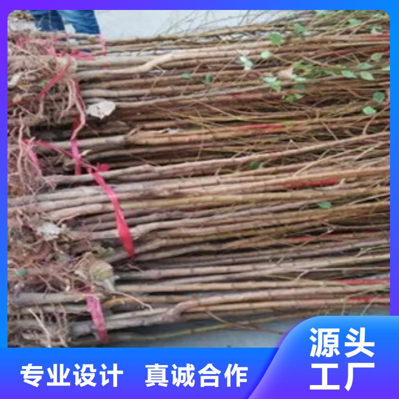 杏树苗-杏树苗规格全