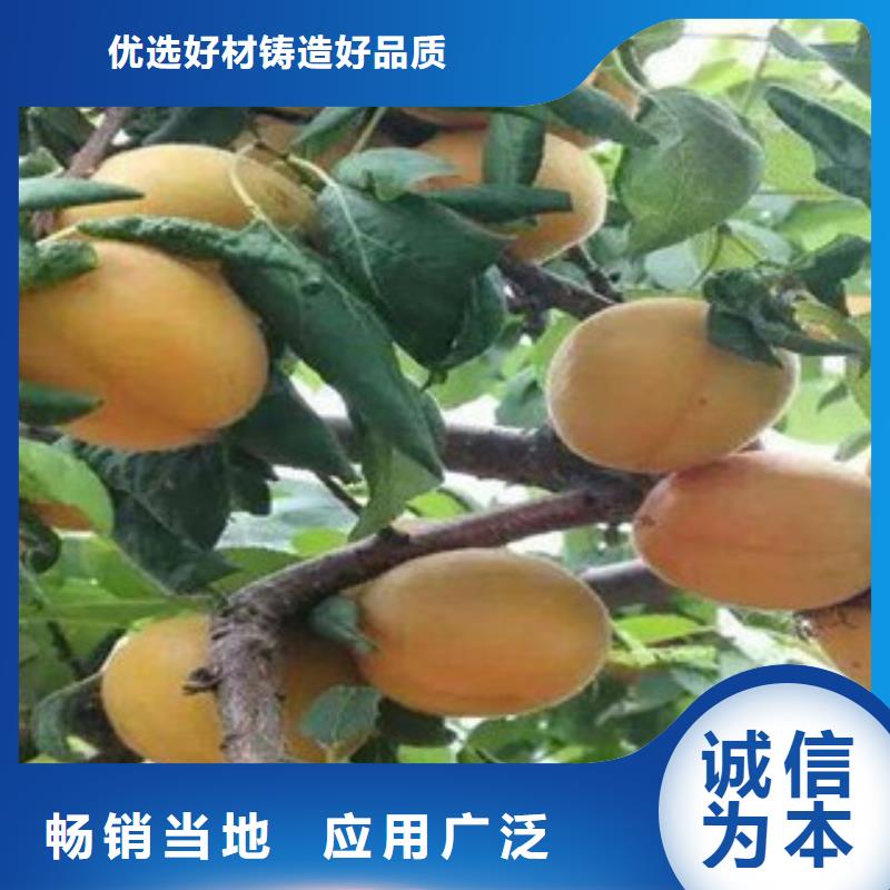 杏树苗以诚为本