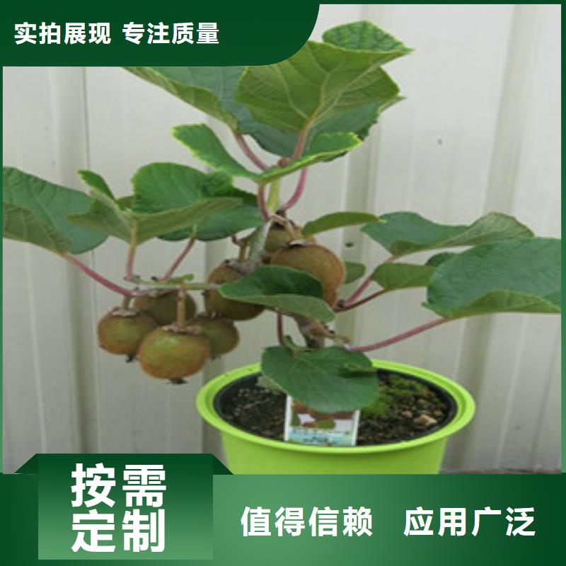 性價比高的獼猴桃生產廠家