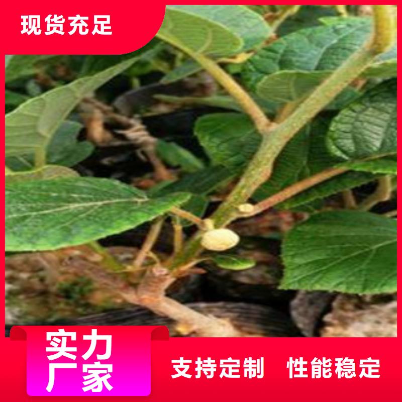 猕猴桃公司欢迎您
