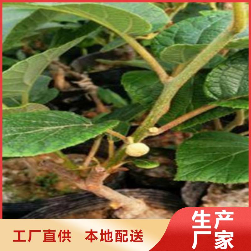 #獼猴桃#專業生產廠家直銷大量現貨