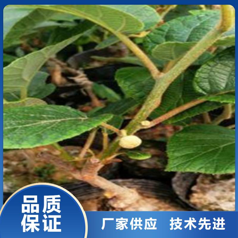 猕猴桃性能可靠
