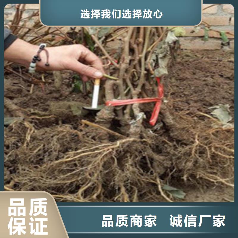 猕猴桃厂家
