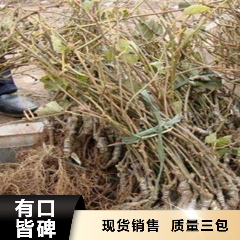 猕猴桃生产定制
