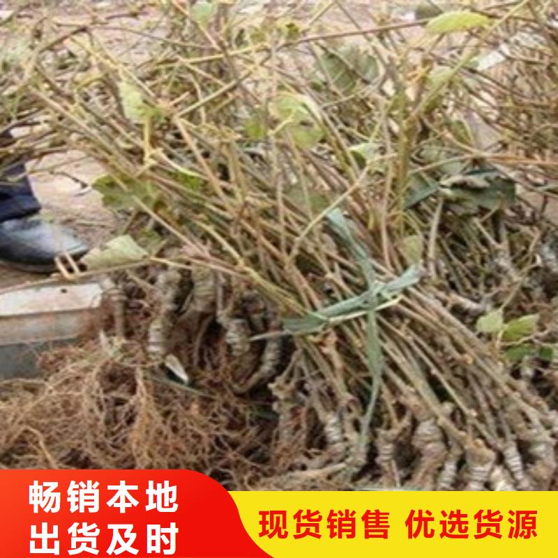 猕猴桃实体大厂可放心采购好货有保障