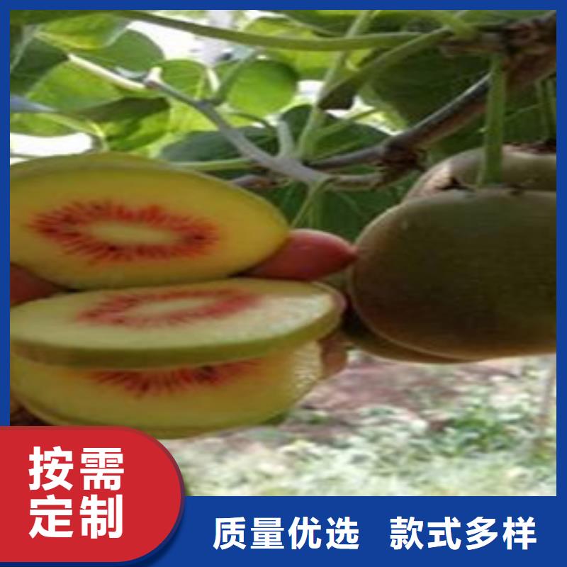 性價比高的獼猴桃生產廠家