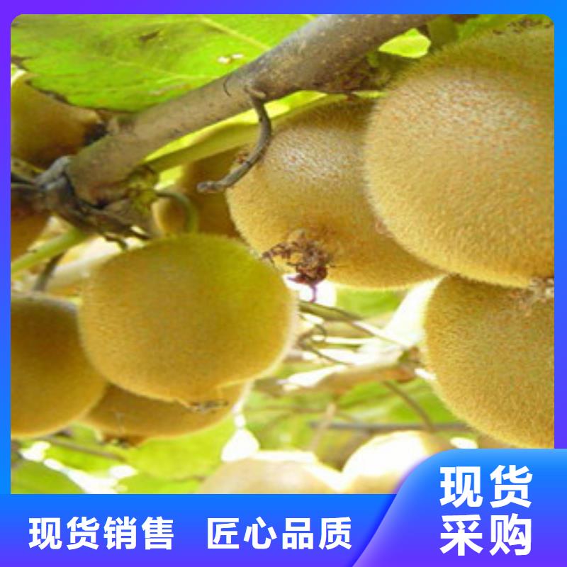 猕猴桃厂家，规格全