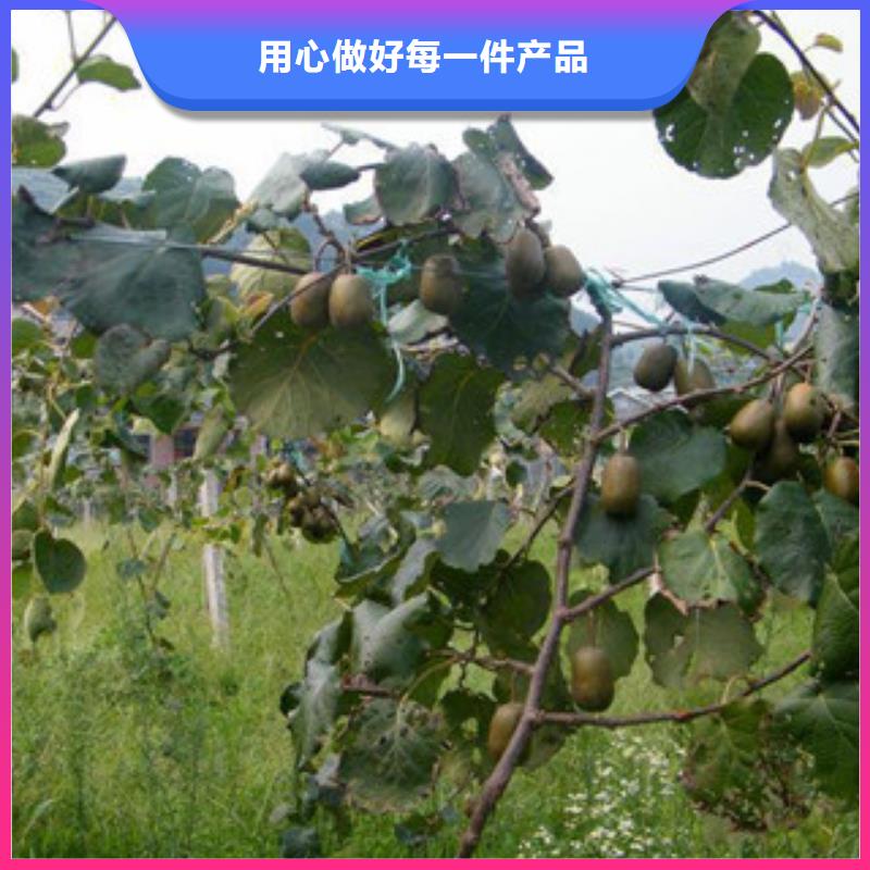 性價比高的獼猴桃生產廠家