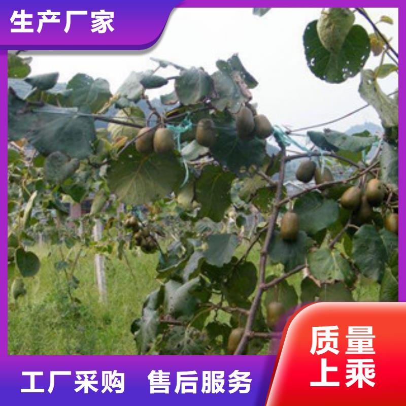 猕猴桃规格材质