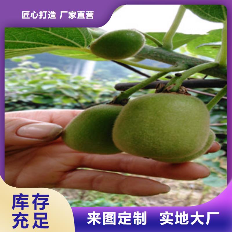 优惠的猕猴桃厂家当地生产商