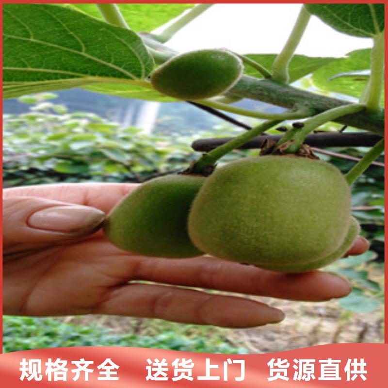 猕猴桃厂家，规格全