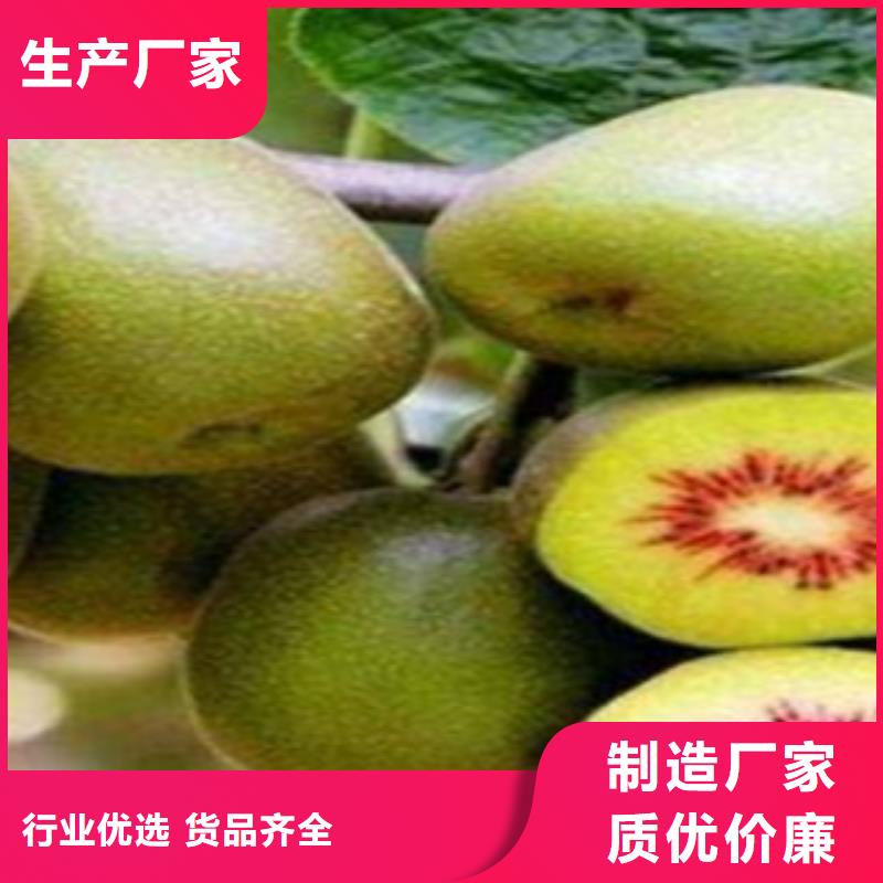 猕猴桃批发定制放心选购