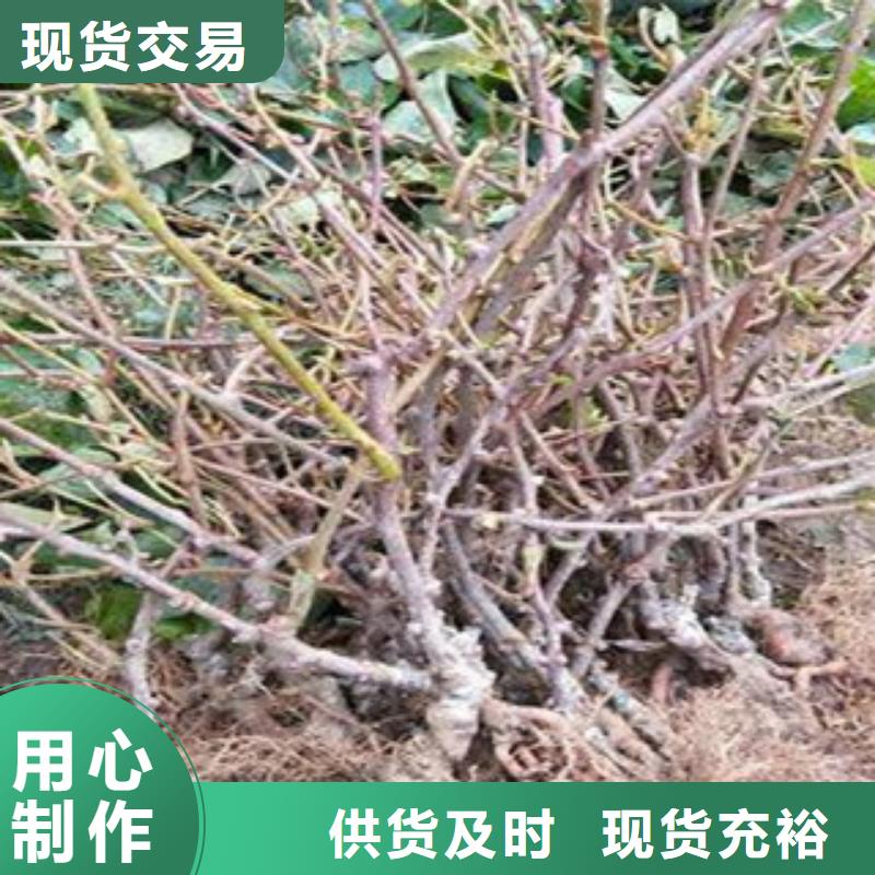 批发猕猴桃的厂家
