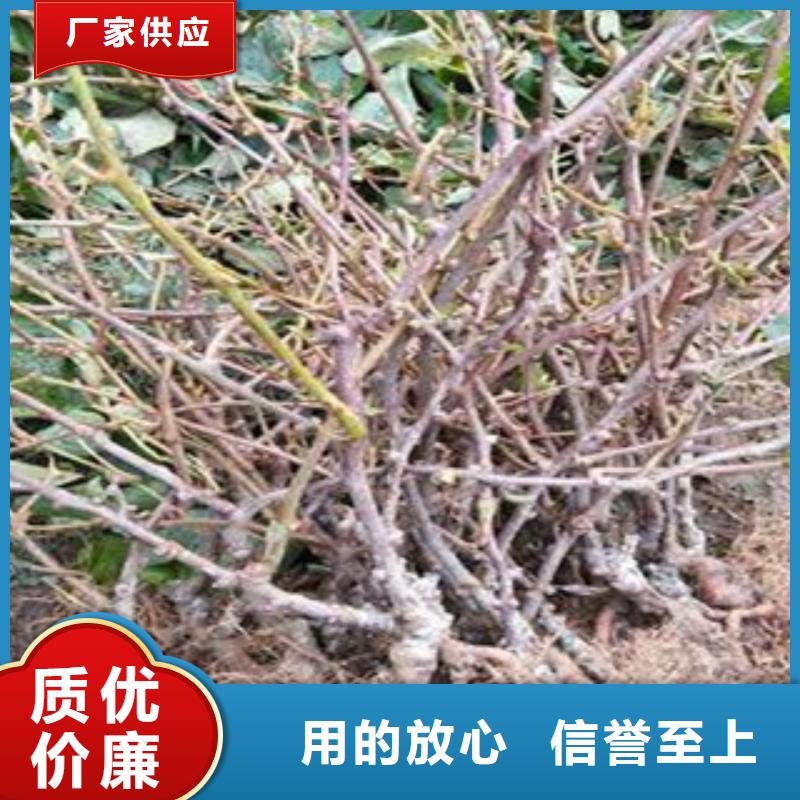 猕猴桃生产厂家_厂家直销多年行业积累