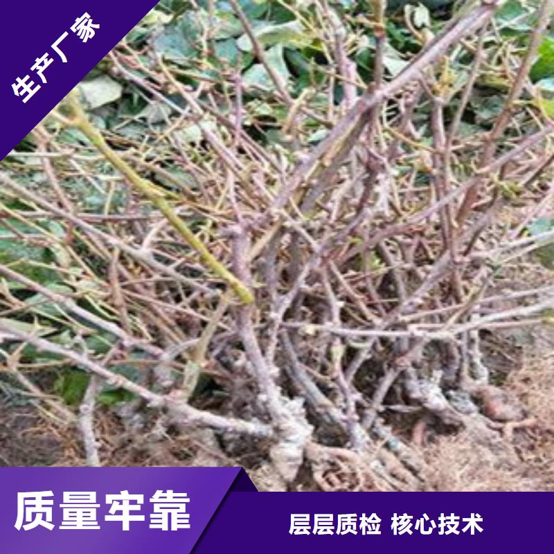 猕猴桃性能可靠