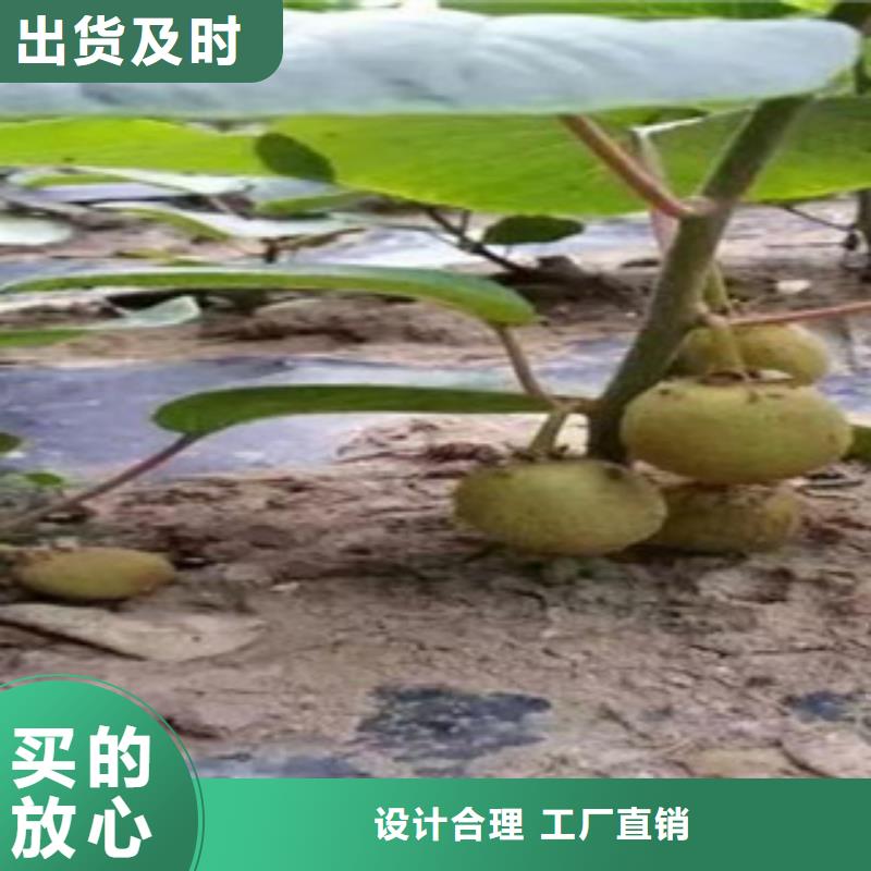 【图】猕猴桃价格