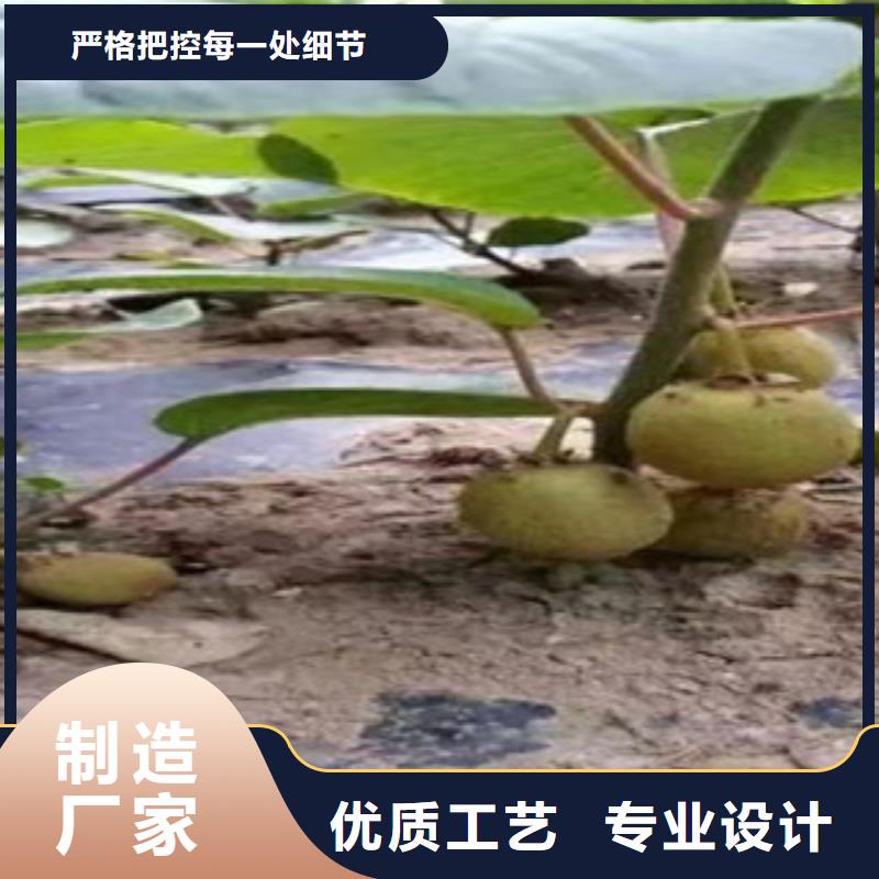 猕猴桃来图定制