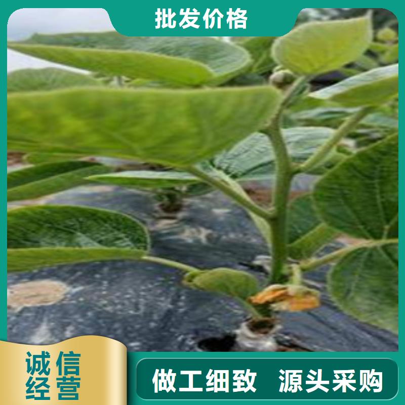 猕猴桃-货到付款