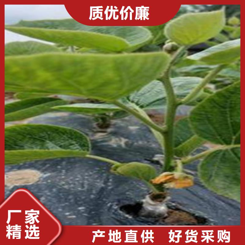 猕猴桃-猕猴桃口碑好