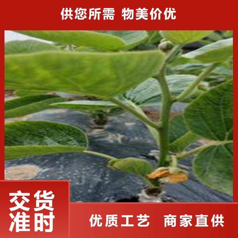 #猕猴桃#量大从优