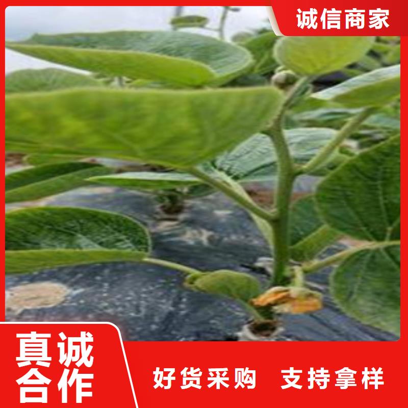 猕猴桃厂家批发