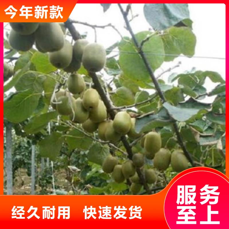 生产猕猴桃的生产厂家